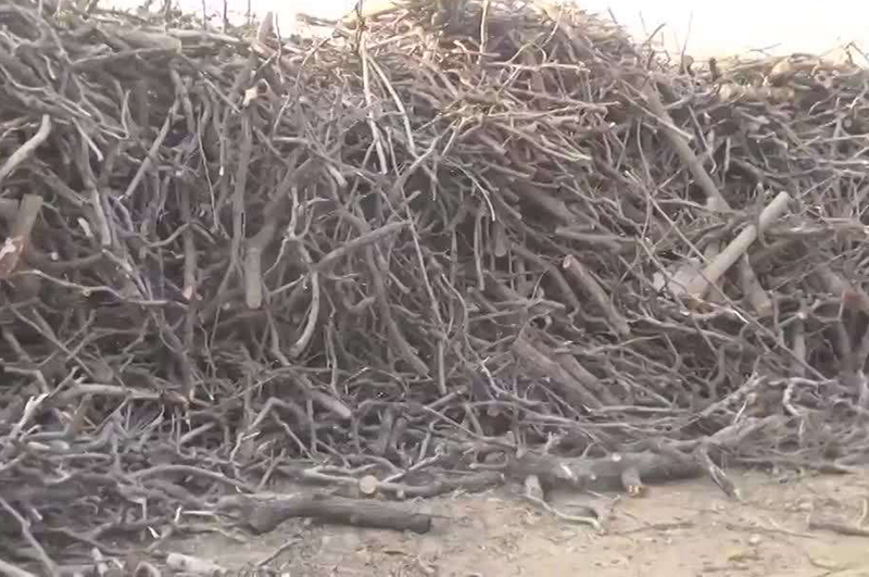 树枝树叶多了怎样利用能赚钱？