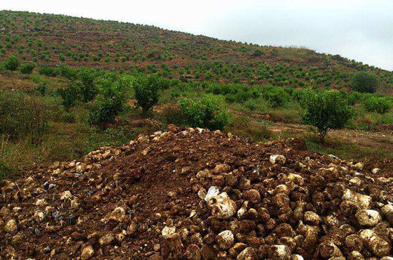 蘑菇棒食用菌菌渣如何解决污染创造新的收入