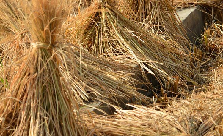 <strong>稻草碳化：从田间废弃物到宝贵资源的绿色蜕变</strong>