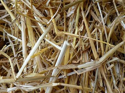 秸秆