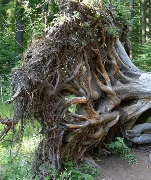 <strong>连续式炭化炉——树根碳化处理</strong>