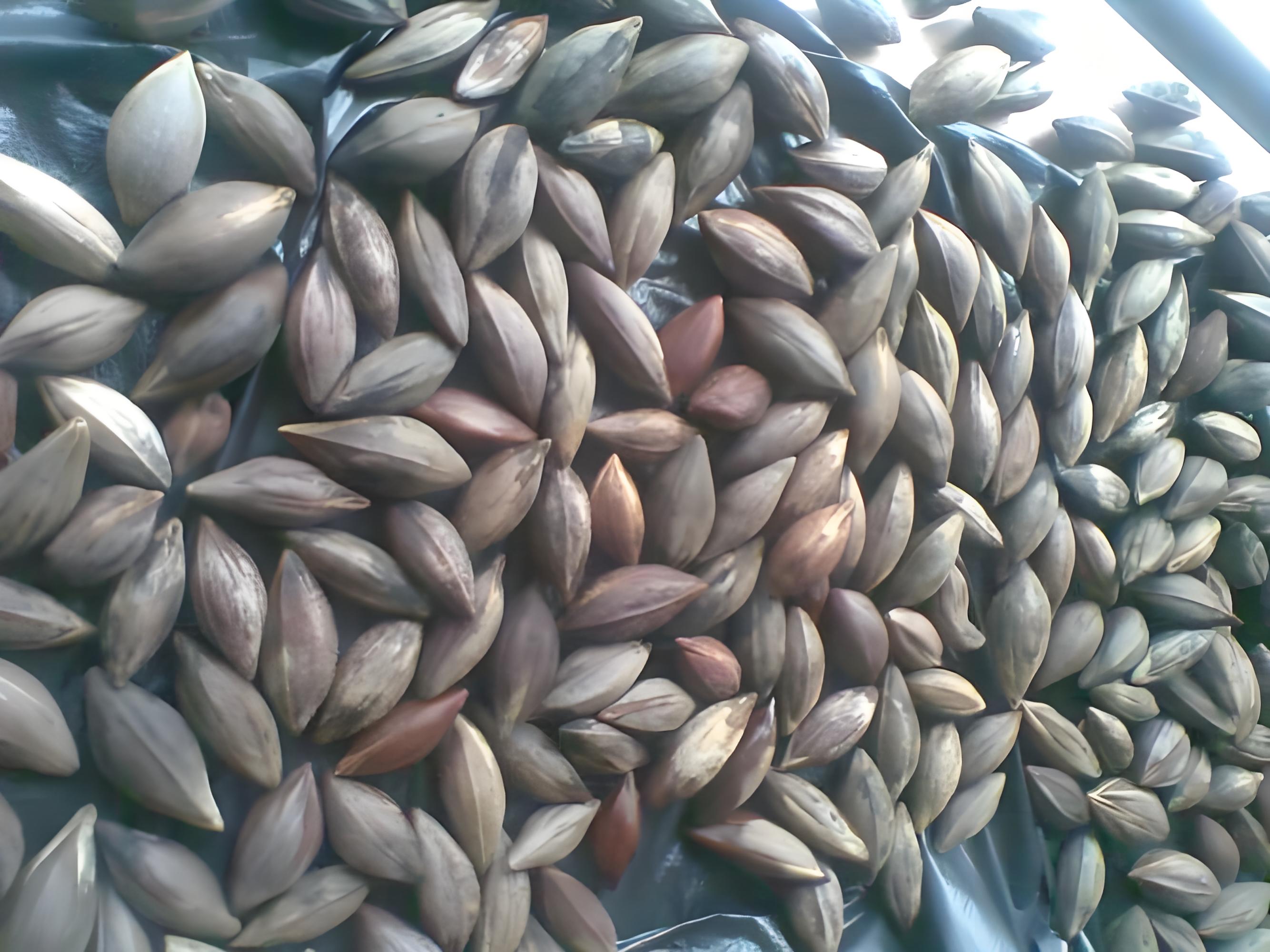 <strong>连续式炭化炉——橄榄核破碎碳化处理</strong>