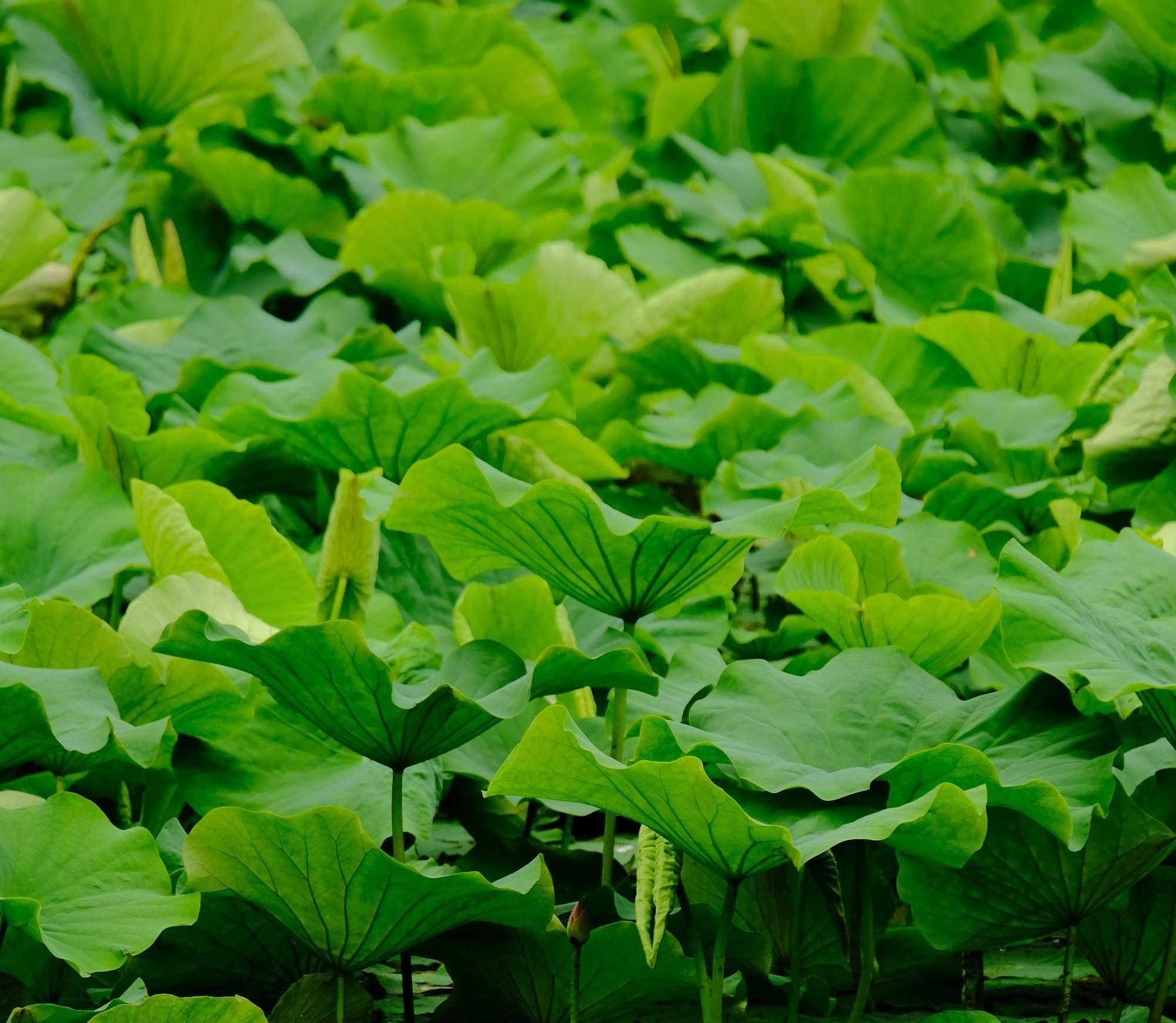 <strong>荷叶碳：传统瑰宝与连续式炭化炉的融合</strong>