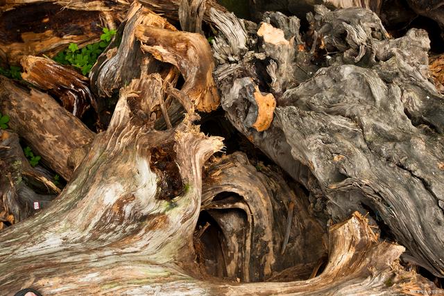 <strong>潜藏在地底的宝藏：连续式炭化炉碳化树根</strong>